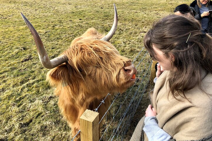 Meet a friendly Hairy Coo